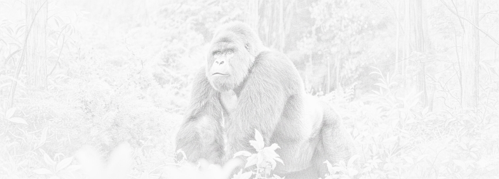 Demande de visa pour République Démocratique du Congo et conditions d'obtention